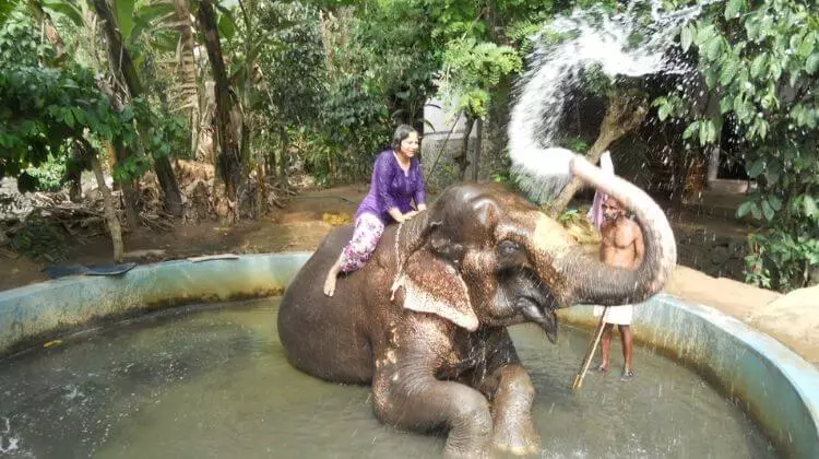 Elephant Ride in Kerala Reviews