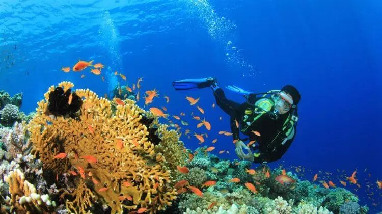 Scuba Diving in Andaman Cost