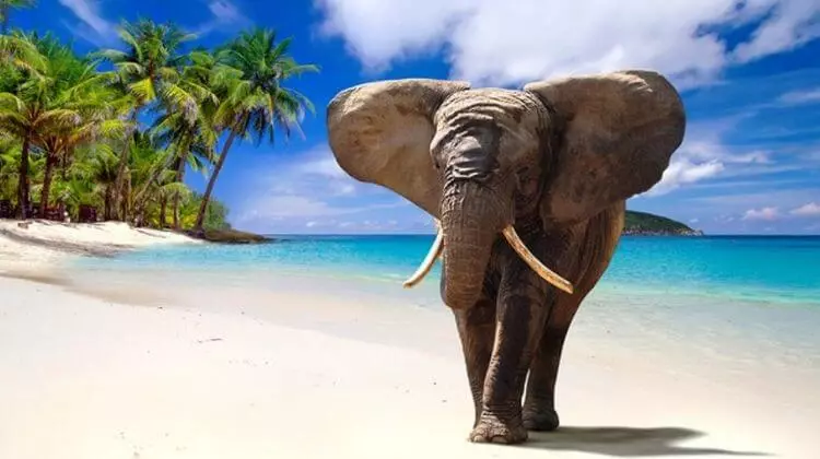 Swimming With Elephants in Andaman Reviews