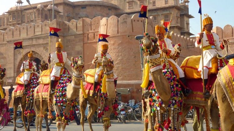 Bikaner Camel Festival in Rajasthan Reviews