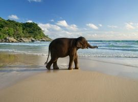 Elephant Beach in Andaman