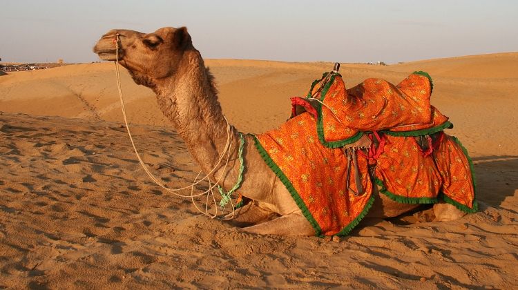 Price for Trip to Sam Sand Dunes in Rajasthan