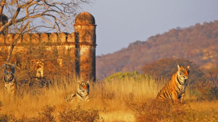 Rajasthan Ranthambore National Park Season